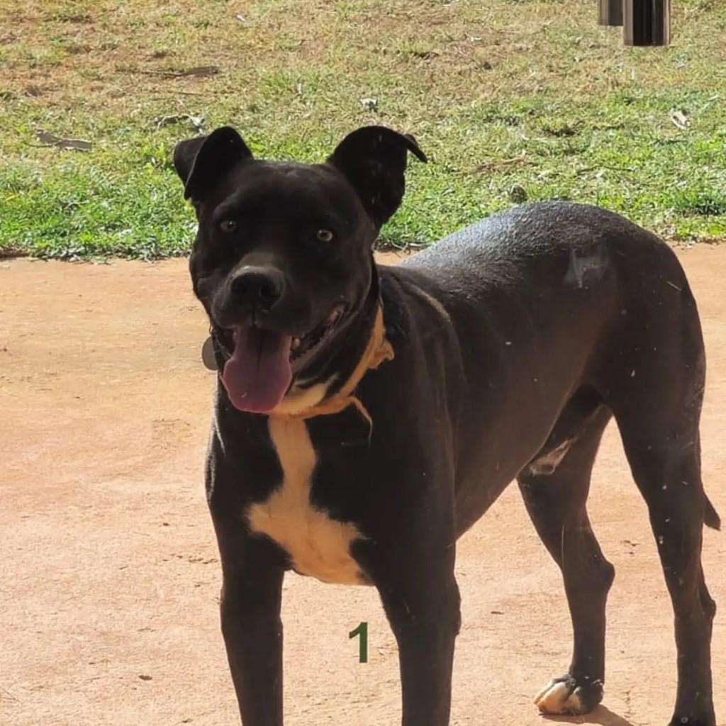 Dark, cachorro de porte médio para adoção em Brasília - DF