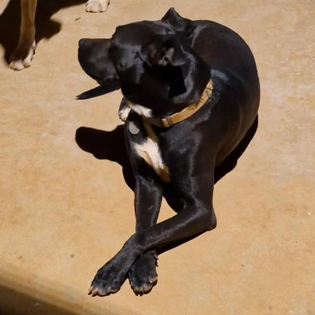Dark, cachorro de porte médio para adoção em Brasília - DF — foto 2 de 4
