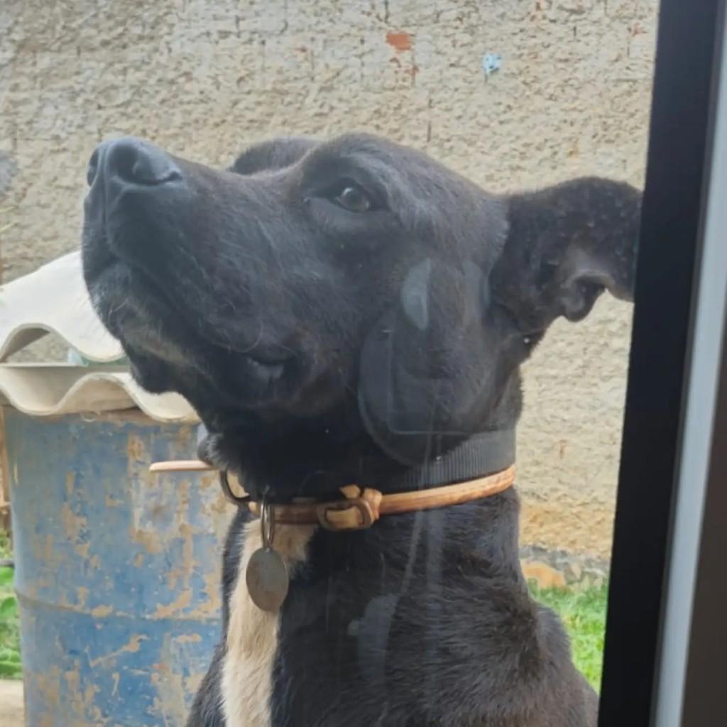 Dark, cachorro de porte médio para adoção em Brasília - DF — foto 3 de 4