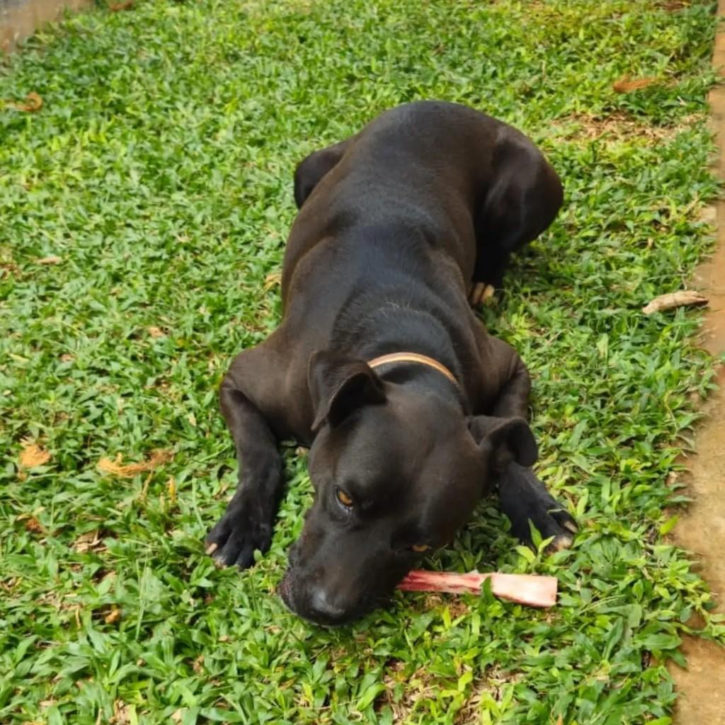 Dark, cachorro de porte médio para adoção em Brasília - DF — foto 4 de 4