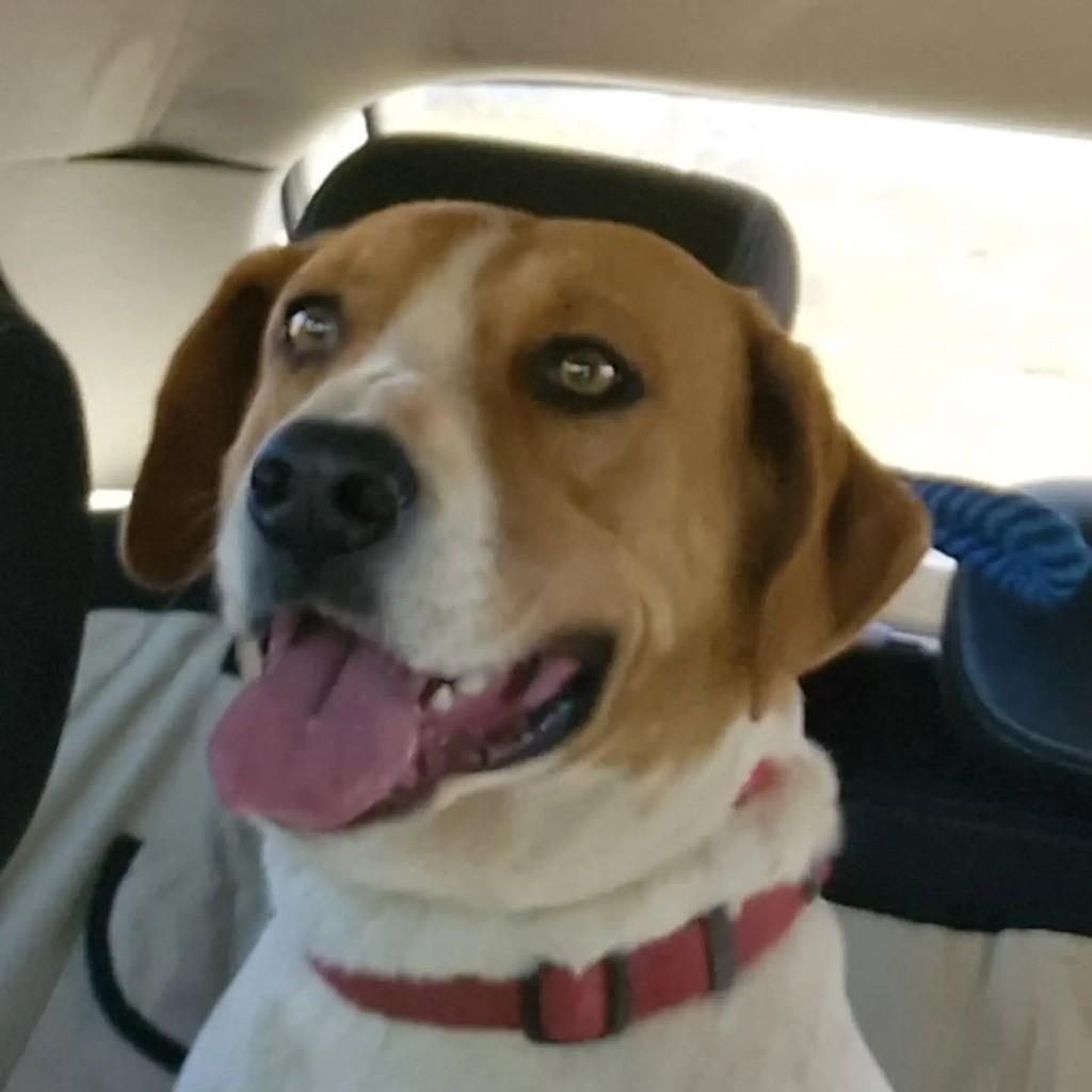 Scooby, cachorro de porte médio para adoção em Brasília - DF
