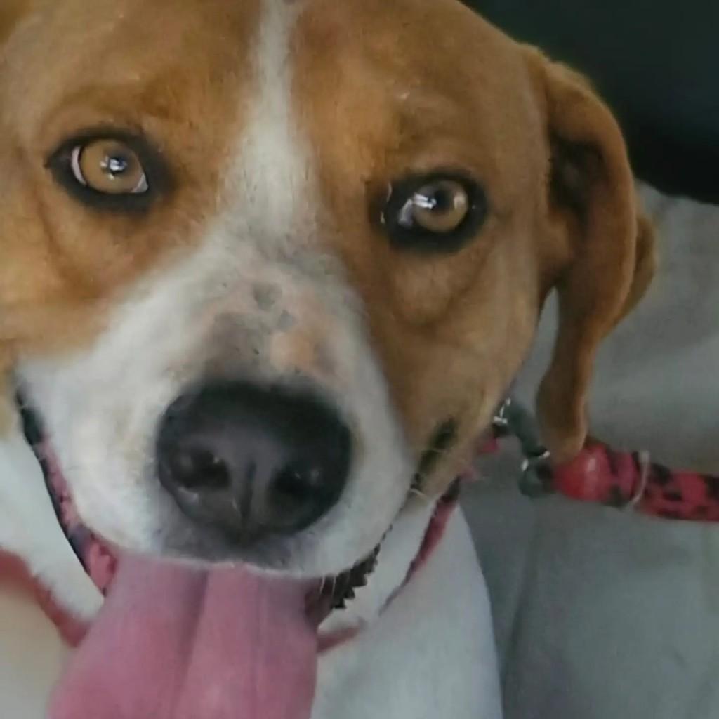 Scooby, cachorro de porte médio para adoção em Brasília - DF — foto 2 de 2