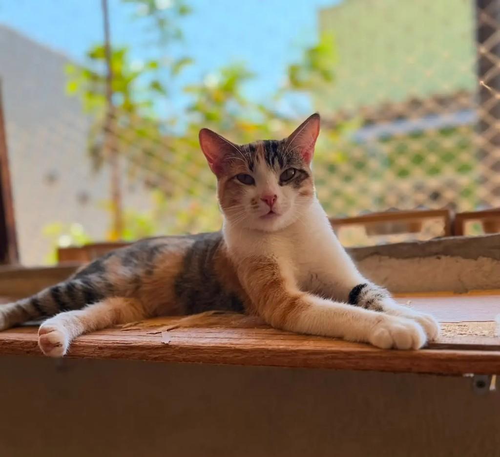 Elisa, gata de porte pequeno para adoção em Brasília - DF