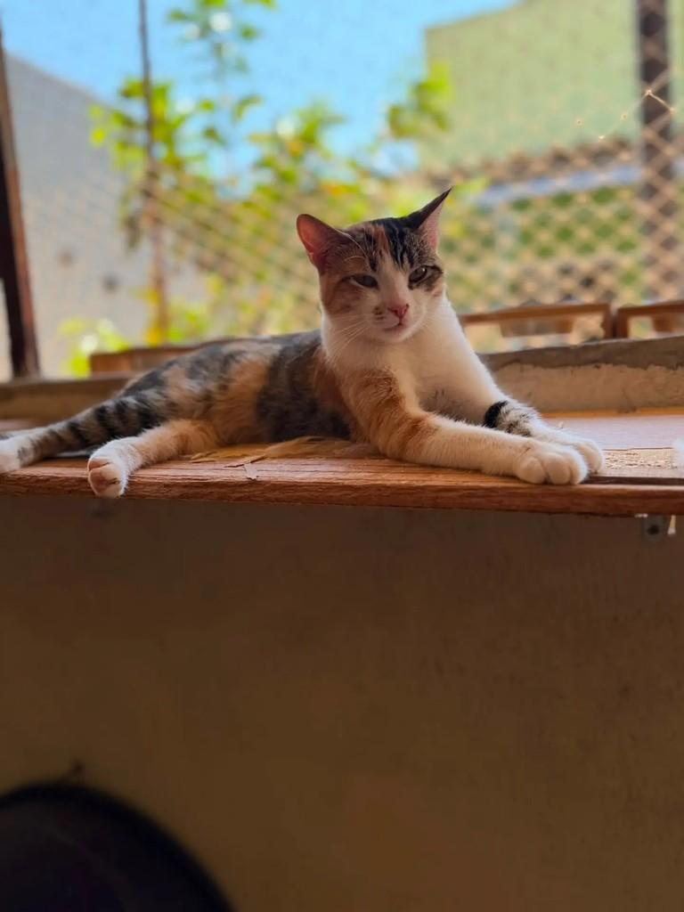 Elisa, gata de porte pequeno para adoção em Brasília - DF — foto 2 de 2