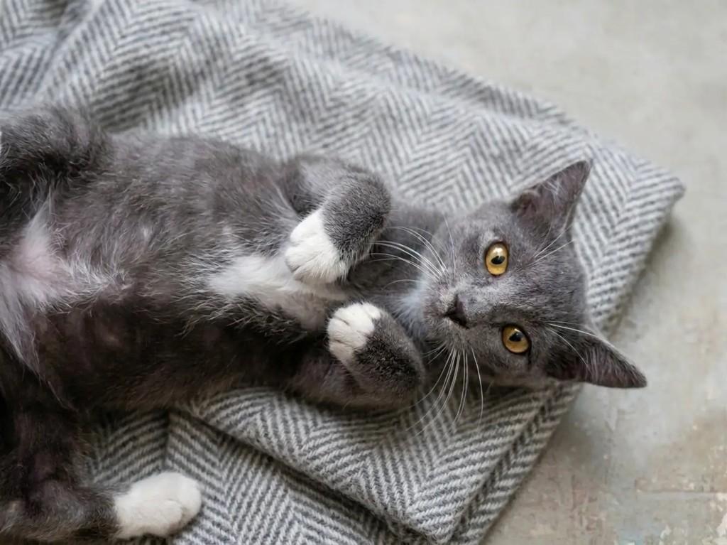 Melinda, gata de porte pequeno para adoção em Brasília - DF — foto 2 de 3