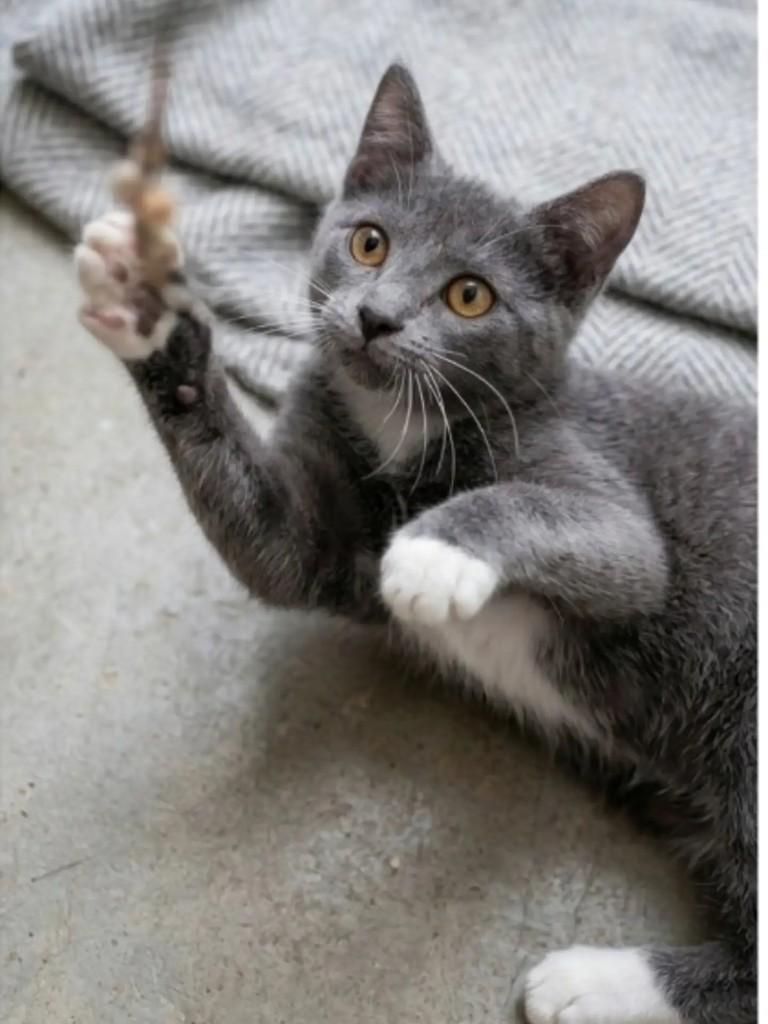 Melinda, gata de porte pequeno para adoção em Brasília - DF — foto 3 de 3