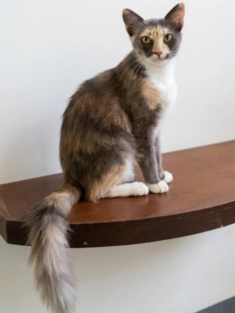 Aurora, gata de porte pequeno para adoção em Brasília - DF