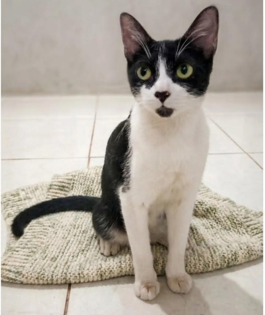 Catarina, gata de porte pequeno para adoção em Brasília - DF