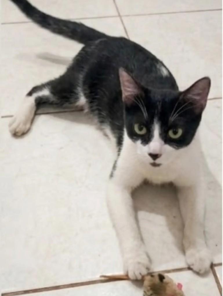 Catarina, gata de porte pequeno para adoção em Brasília - DF — foto 2 de 3