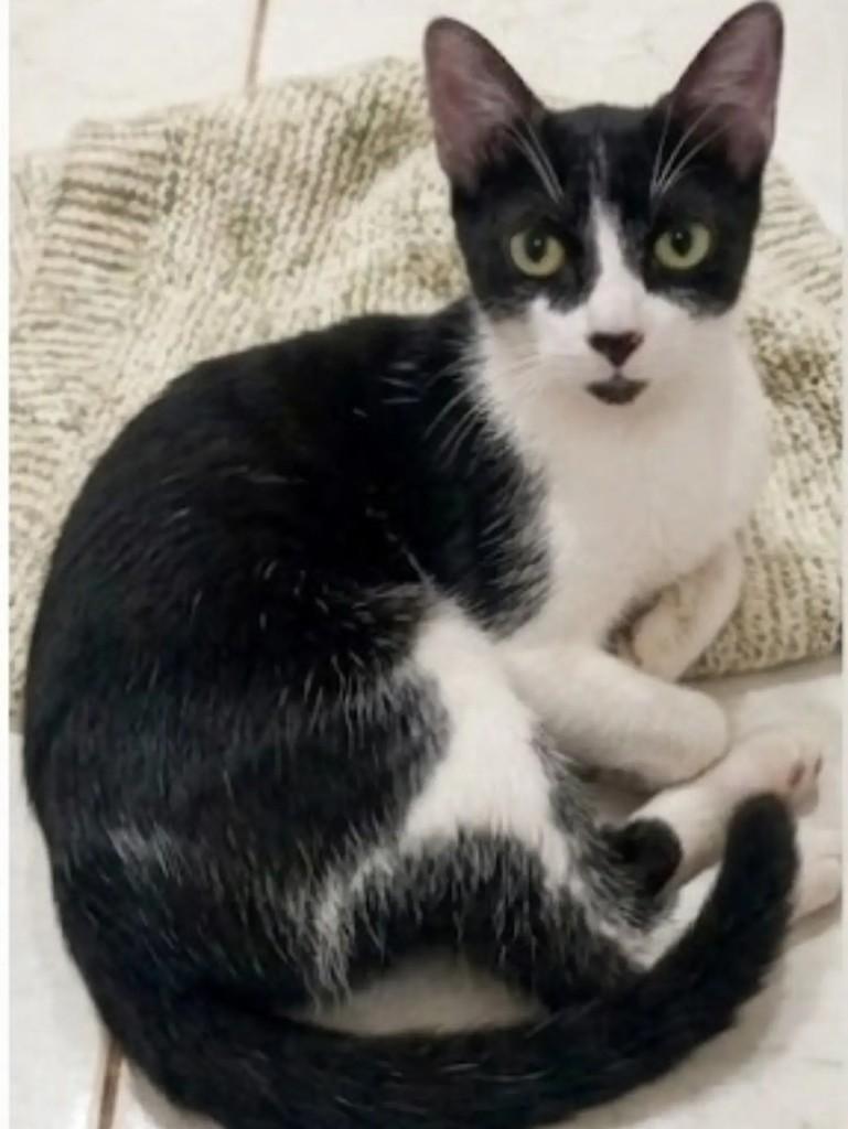 Catarina, gata de porte pequeno para adoção em Brasília - DF — foto 3 de 3