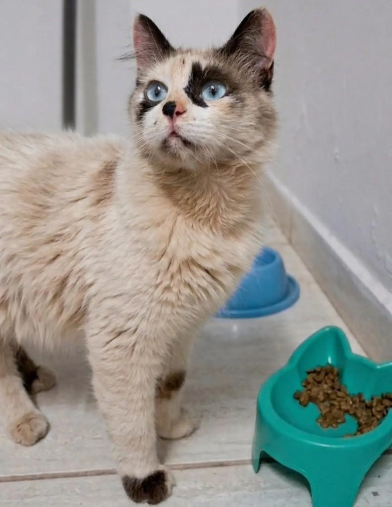Chitara, gata de porte pequeno para adoção em Brasília - DF