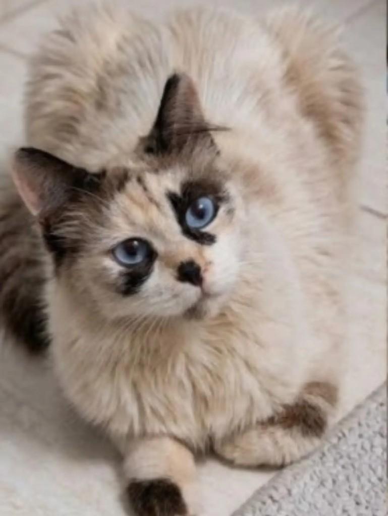 Chitara, gata de porte pequeno para adoção em Brasília - DF — foto 2 de 4