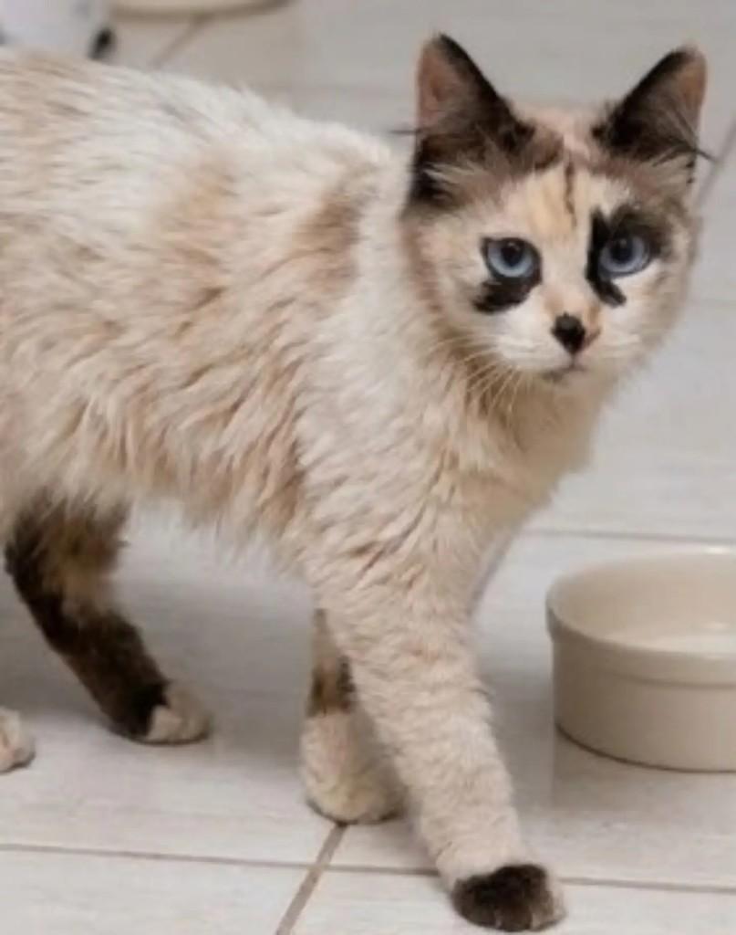 Chitara, gata de porte pequeno para adoção em Brasília - DF — foto 3 de 4