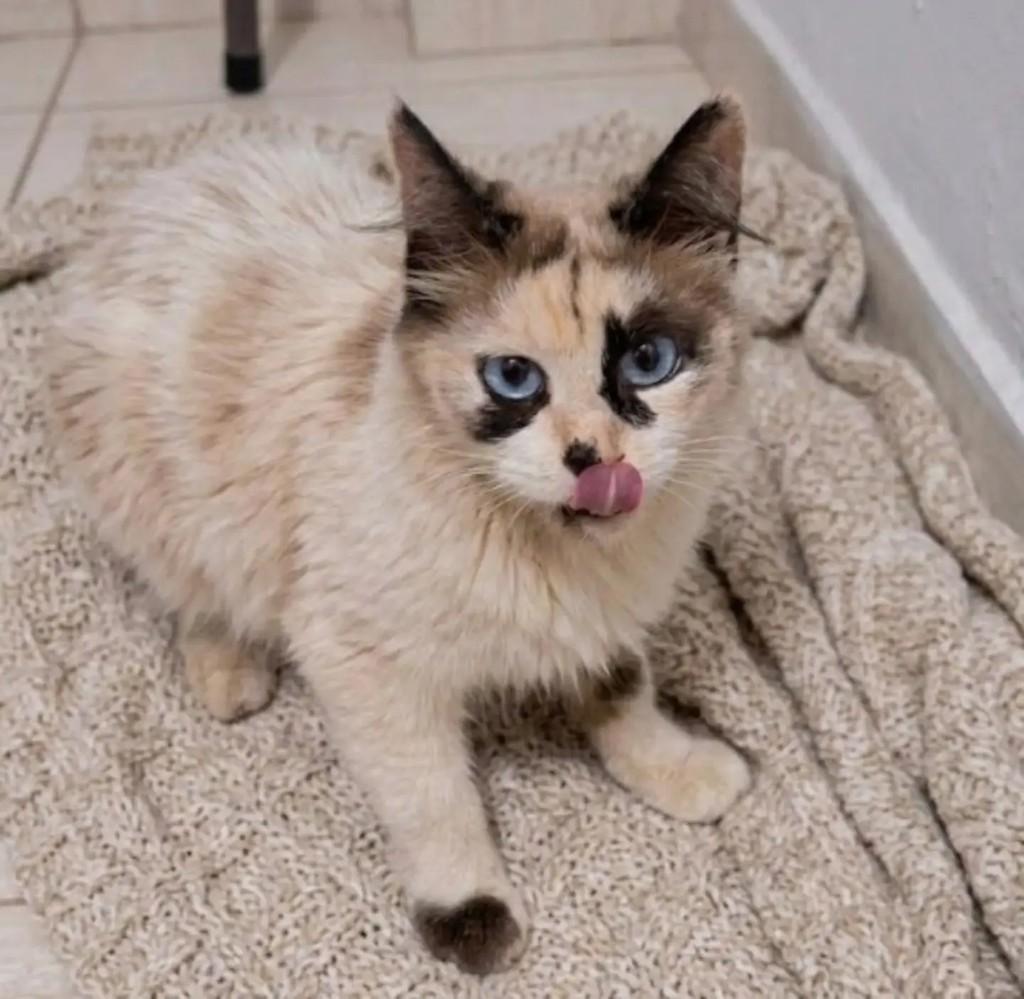 Chitara, gata de porte pequeno para adoção em Brasília - DF — foto 4 de 4