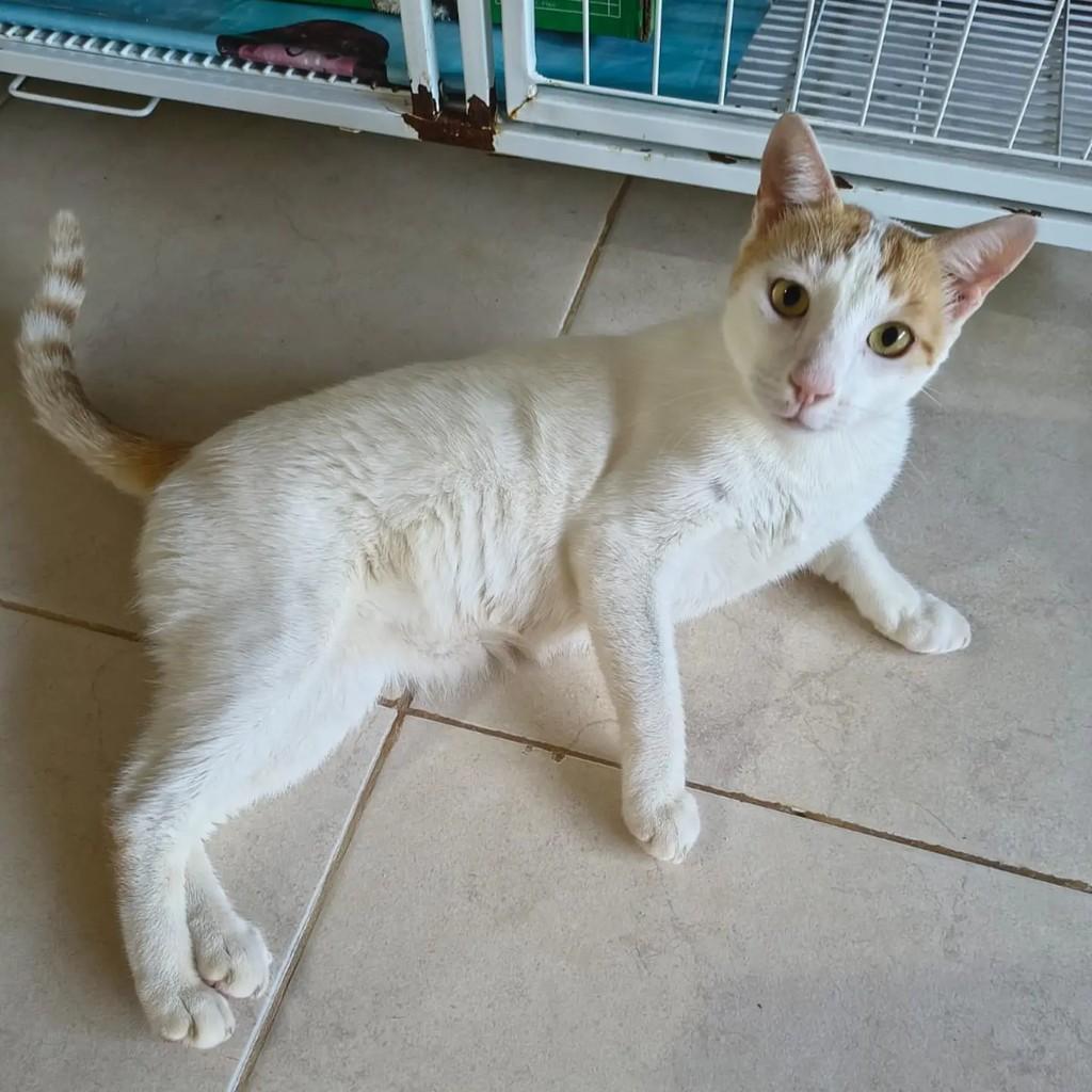 Hércules, gato de porte médio para adoção em Brasília - DF