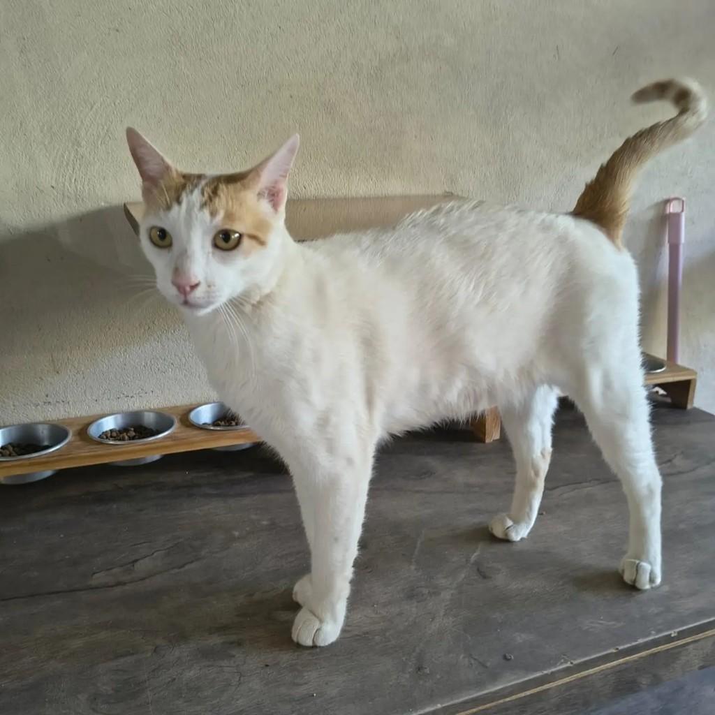 Hércules, gato de porte médio para adoção em Brasília - DF — foto 2 de 4