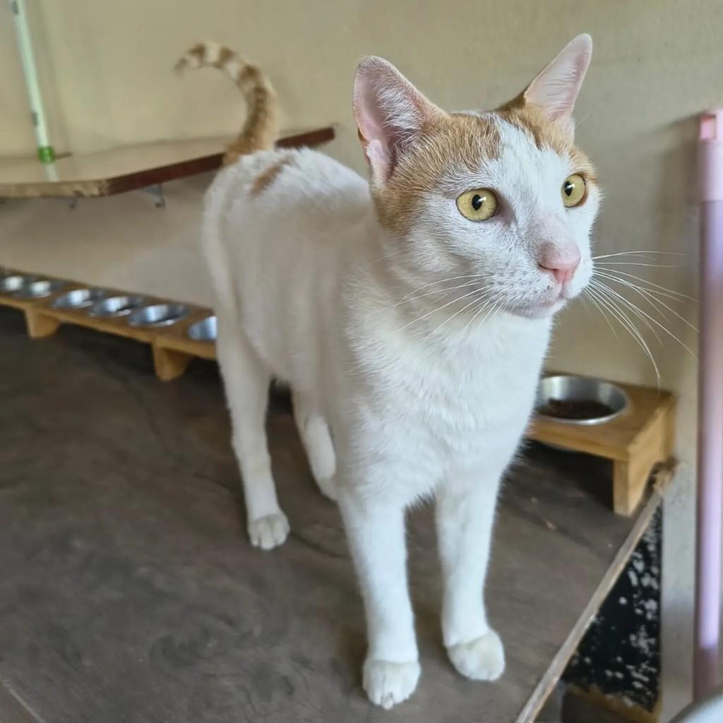 Hércules, gato de porte médio para adoção em Brasília - DF — foto 3 de 4