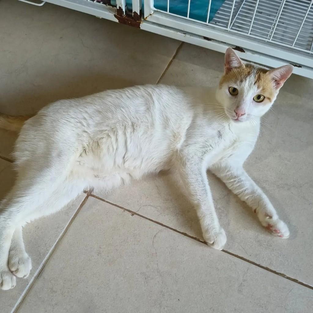 Hércules, gato de porte médio para adoção em Brasília - DF — foto 4 de 4