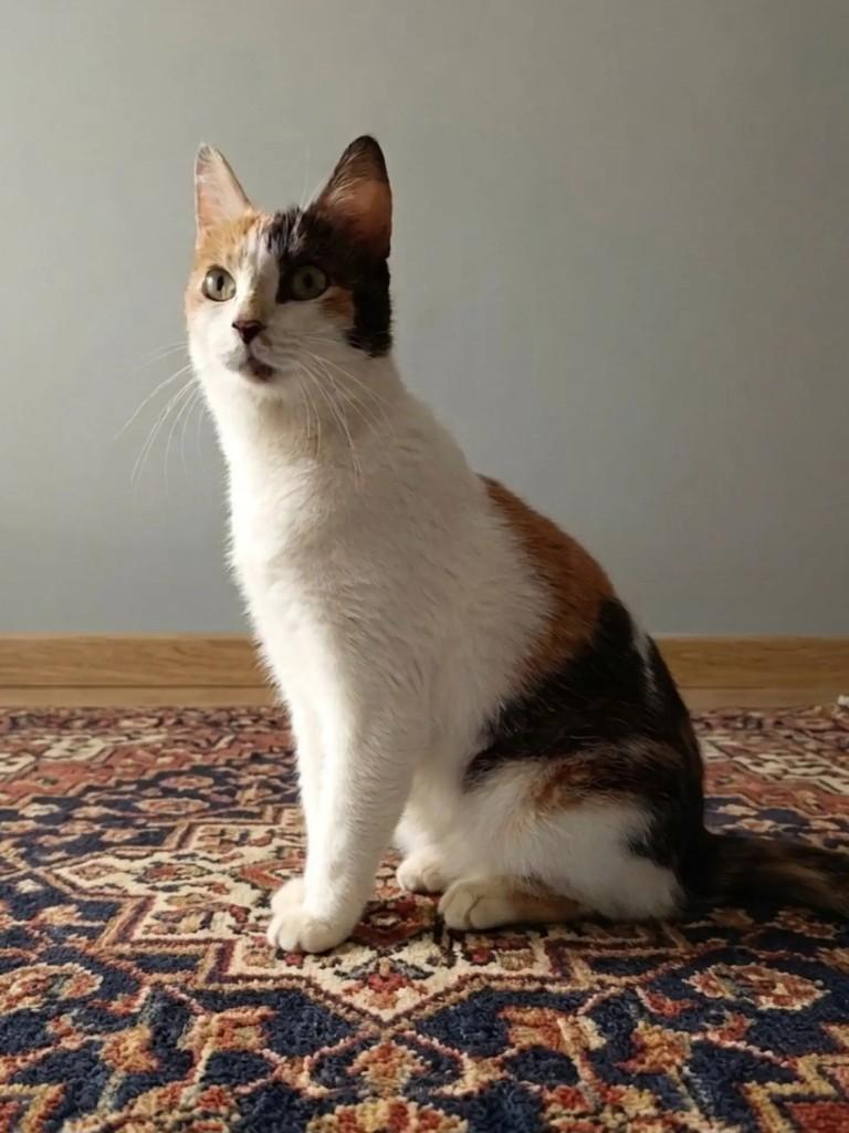 Nalu, gata de porte pequeno para adoção em Brasília - DF