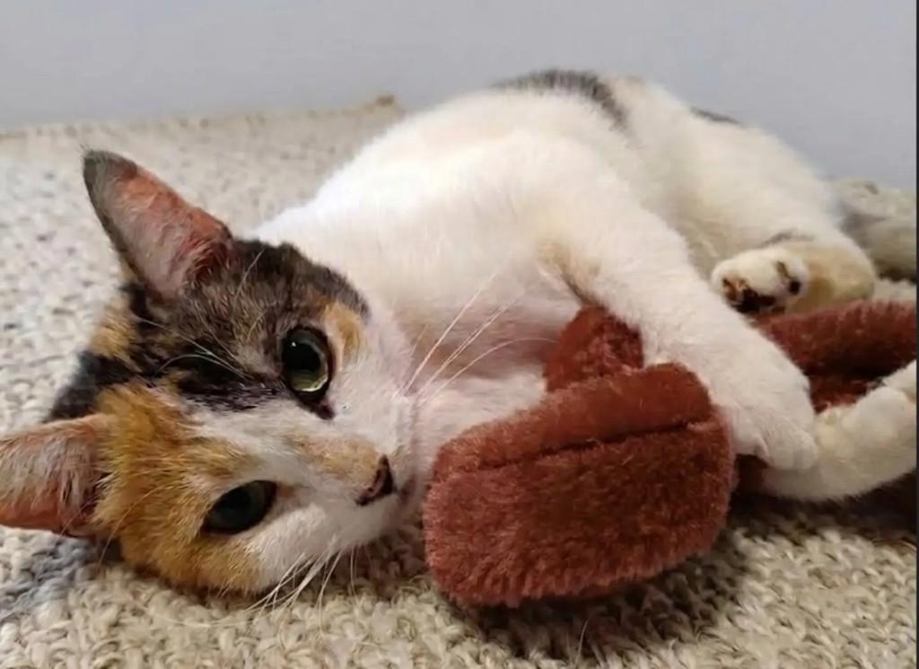 Nalu, gata de porte pequeno para adoção em Brasília - DF — foto 2 de 4