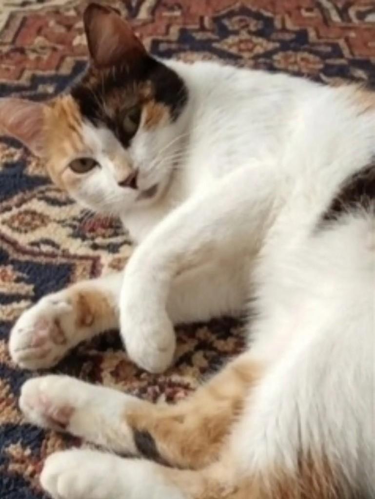 Nalu, gata de porte pequeno para adoção em Brasília - DF — foto 3 de 4