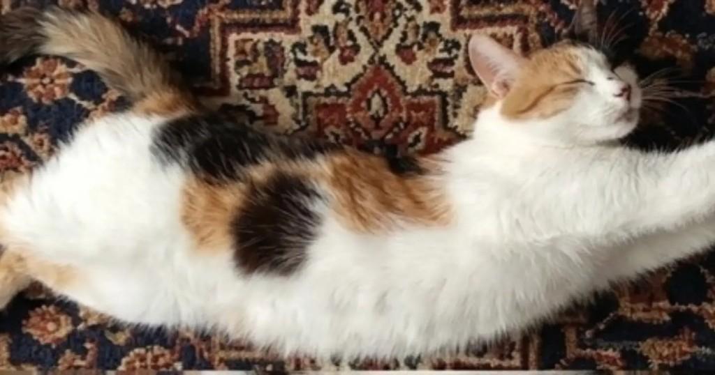 Nalu, gata de porte pequeno para adoção em Brasília - DF — foto 4 de 4