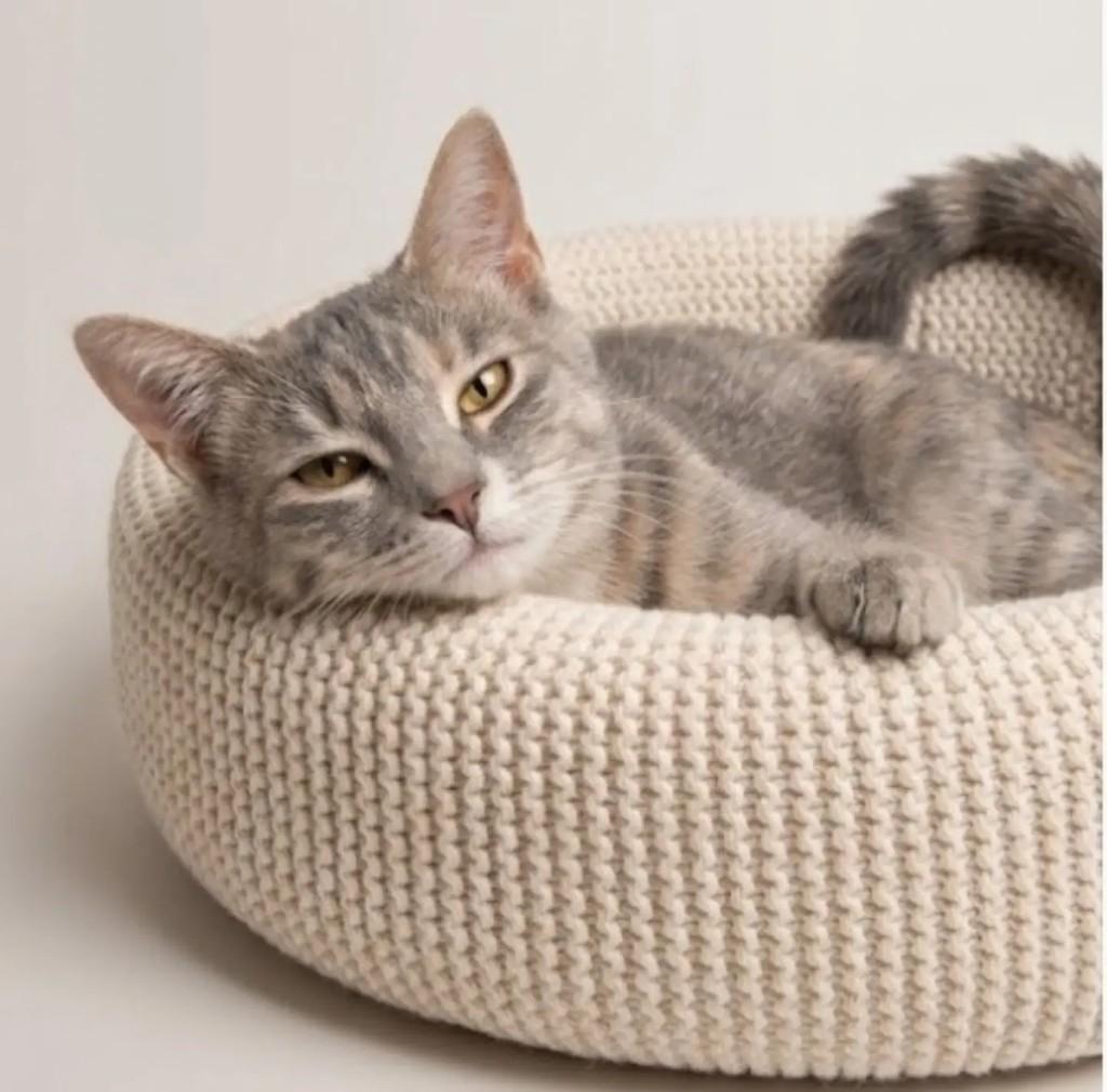 Lourdinha, gata de porte pequeno para adoção em Brasília - DF