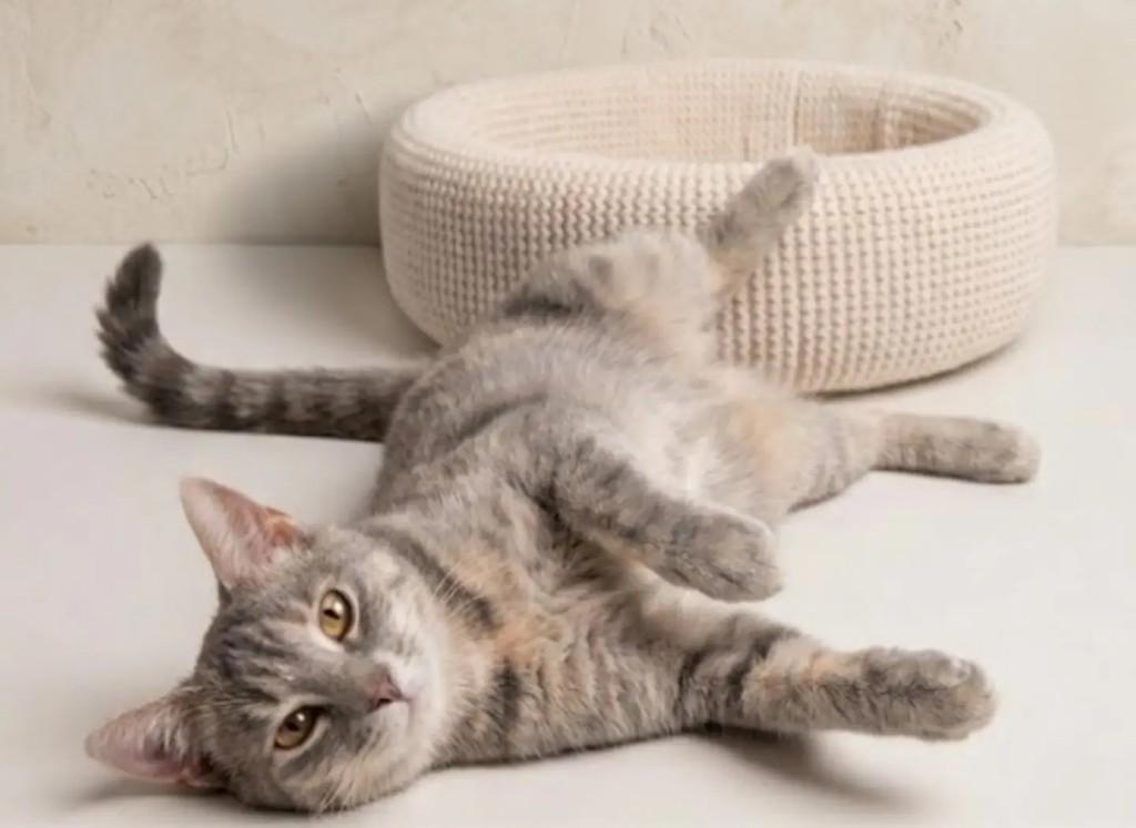 Lourdinha, gata de porte pequeno para adoção em Brasília - DF — foto 2 de 3