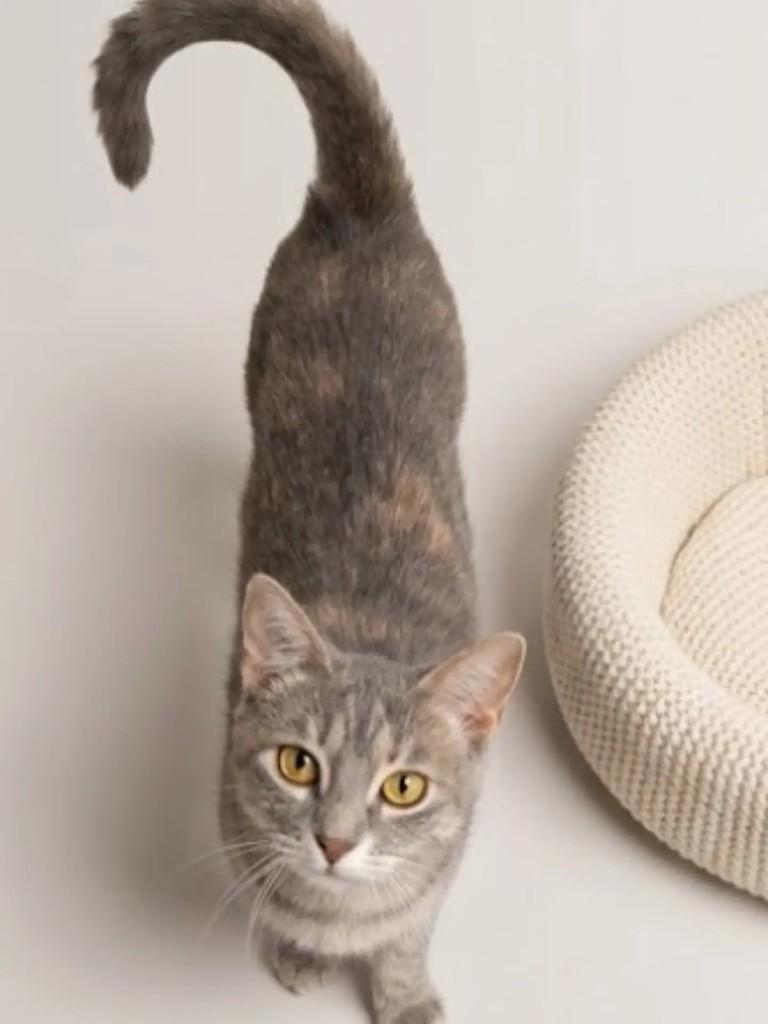 Lourdinha, gata de porte pequeno para adoção em Brasília - DF — foto 3 de 3