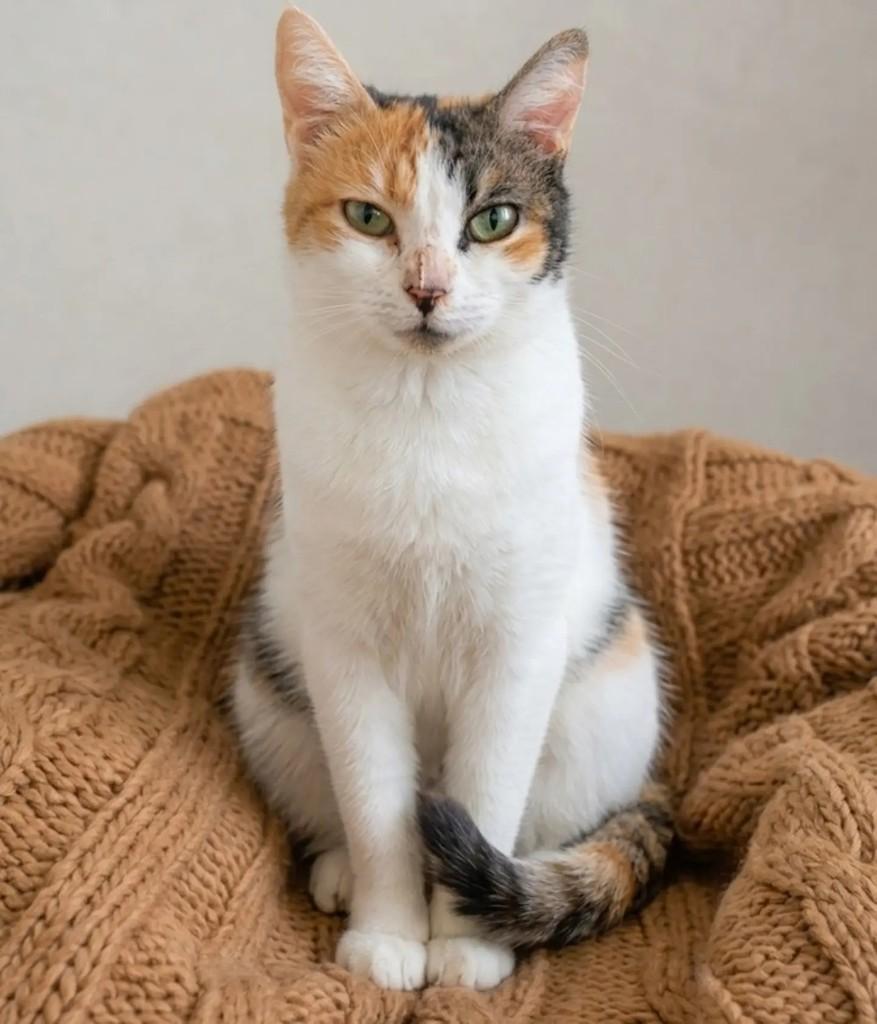 Analu, gata de porte pequeno para adoção em Brasília - DF — foto 2 de 3