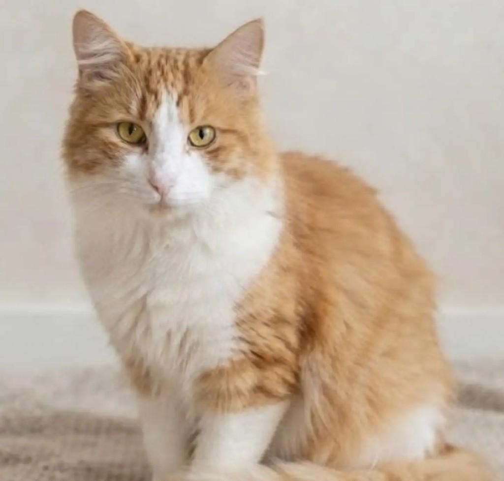 Millo, gato de porte médio para adoção em Brasília - DF