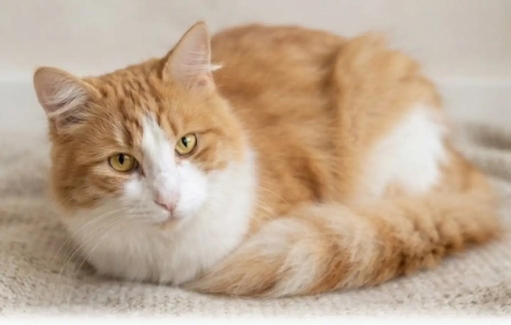 Millo, gato de porte médio para adoção em Brasília - DF — foto 2 de 3