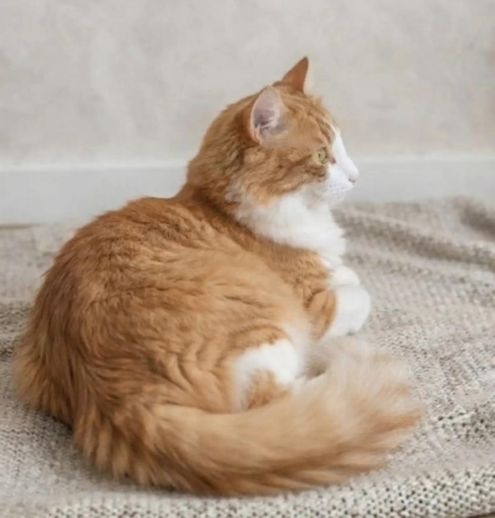 Millo, gato de porte médio para adoção em Brasília - DF — foto 3 de 3