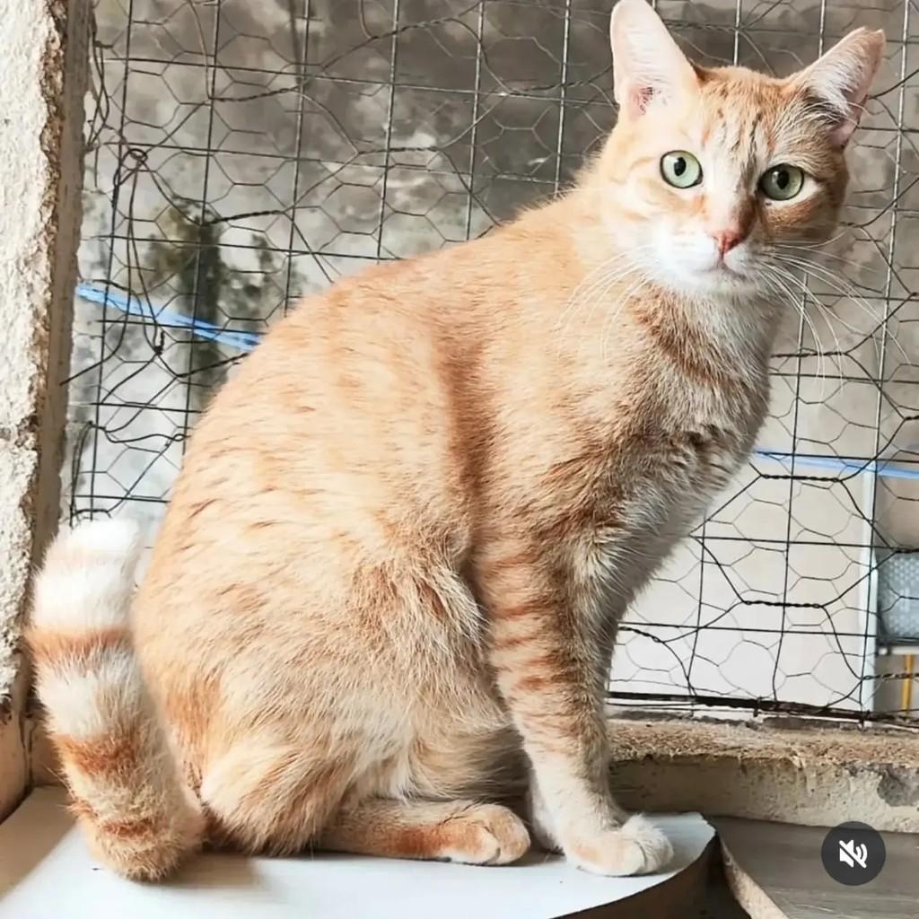 Brawner, gato de porte médio para adoção em Brasília - DF
