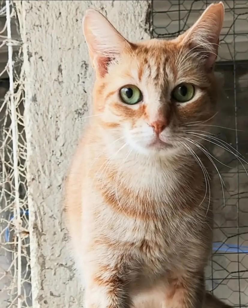 Brawner, gato de porte médio para adoção em Brasília - DF — foto 2 de 3