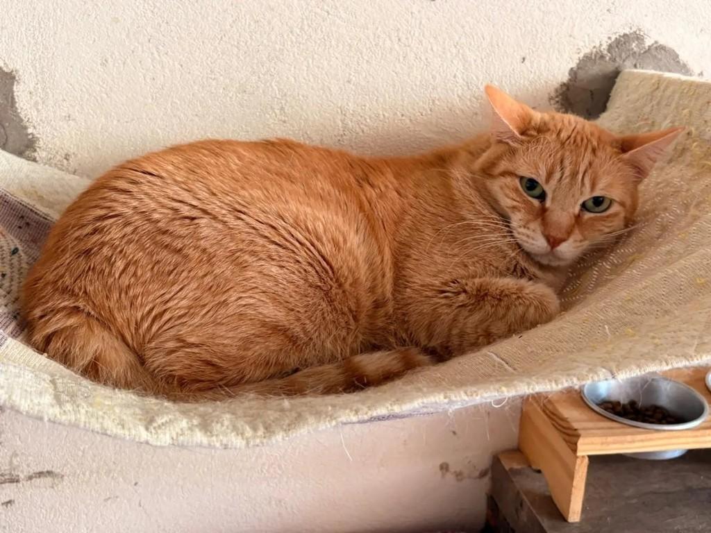 Brawner, gato de porte médio para adoção em Brasília - DF — foto 3 de 3