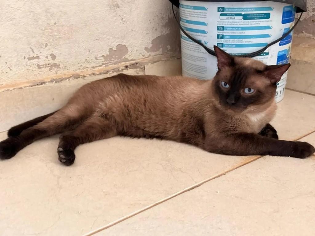 Zuzu, gato de porte médio para adoção em Brasília - DF