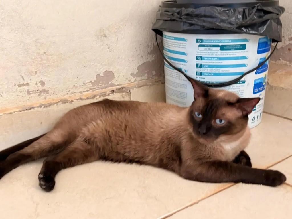 Zuzu, gato de porte médio para adoção em Brasília - DF — foto 2 de 4
