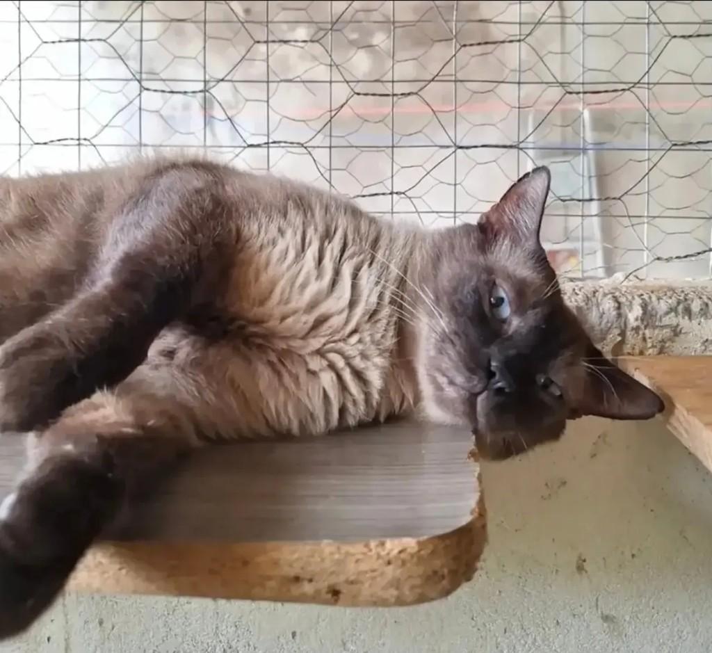 Zuzu, gato de porte médio para adoção em Brasília - DF — foto 3 de 4