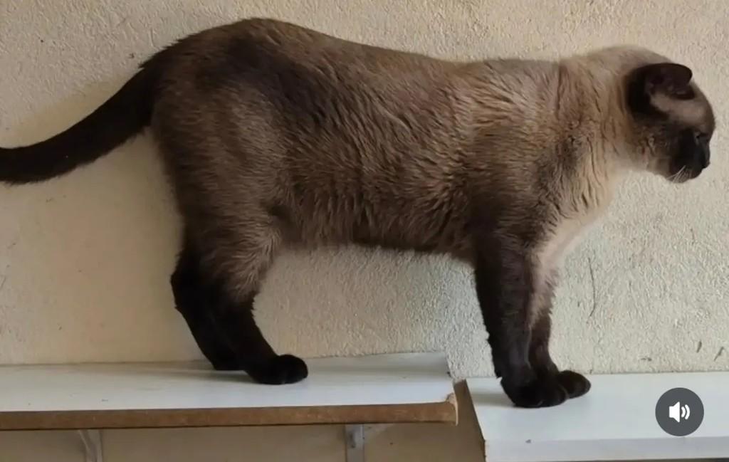 Zuzu, gato de porte médio para adoção em Brasília - DF — foto 4 de 4