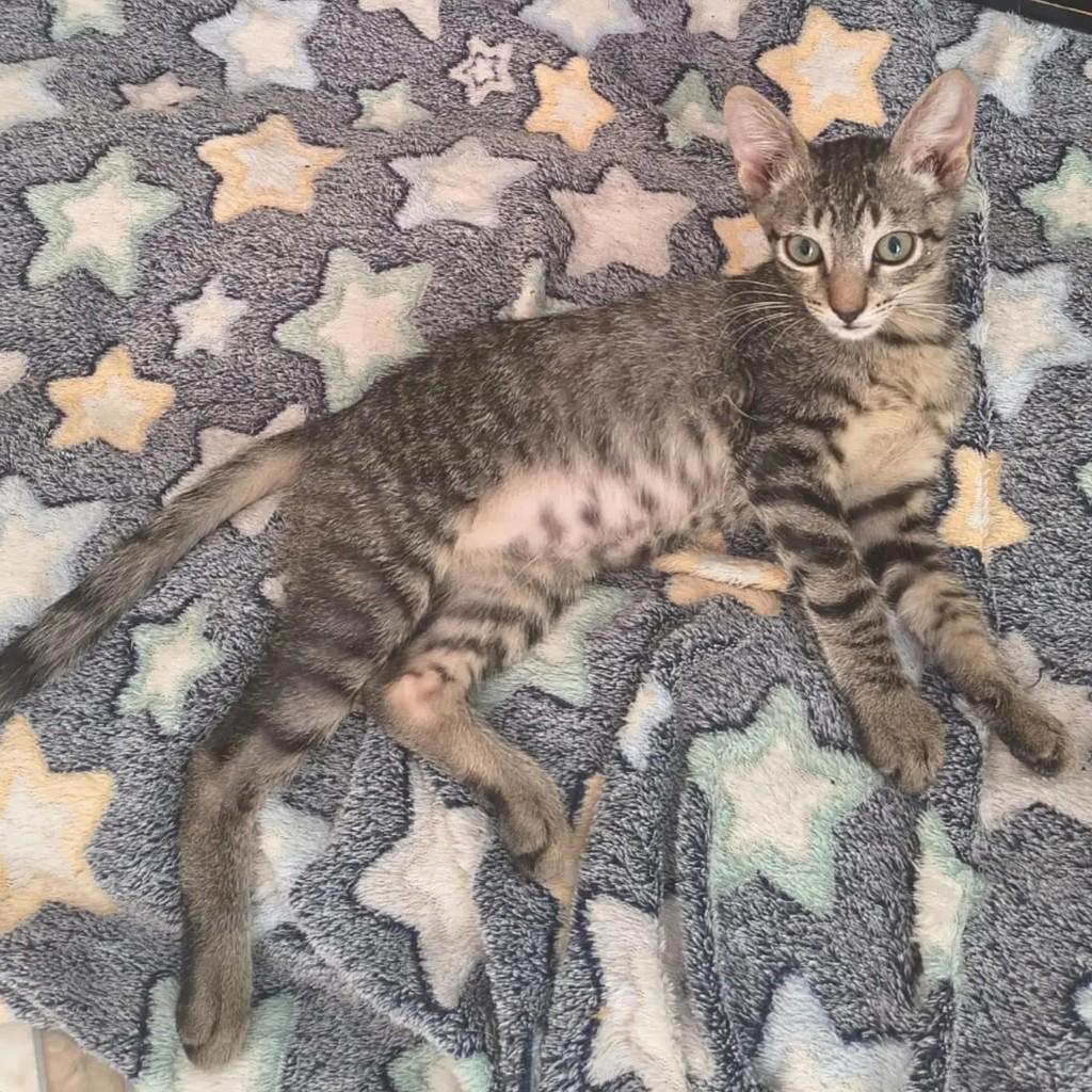 Jack, gato de porte pequeno para adoção em Brasília - DF