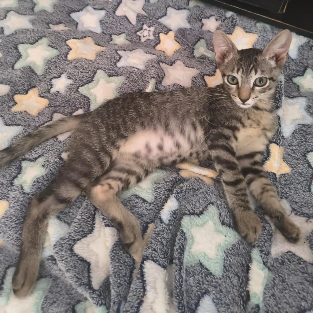 Jack, gato de porte pequeno para adoção em Brasília - DF — foto 2 de 5