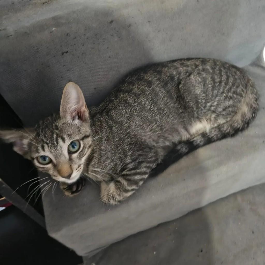 Jack, gato de porte pequeno para adoção em Brasília - DF — foto 3 de 5