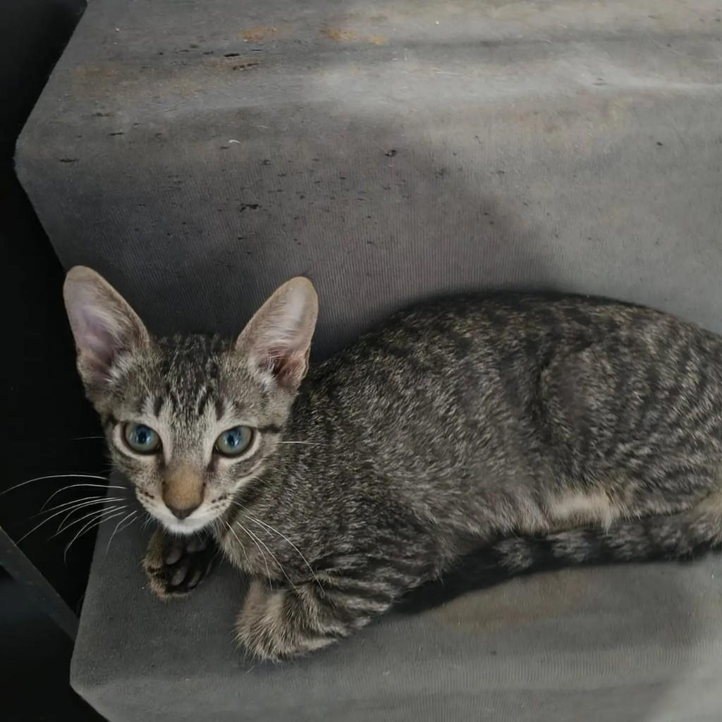 Jack, gato de porte pequeno para adoção em Brasília - DF — foto 4 de 5