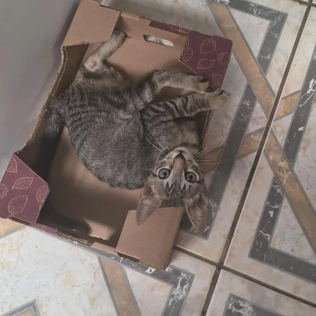 Jack, gato de porte pequeno para adoção em Brasília - DF — foto 5 de 5