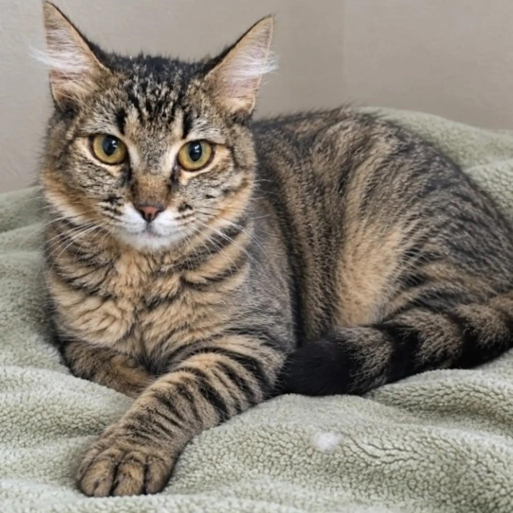 Renatinha, gata de porte pequeno para adoção em Brasília - DF