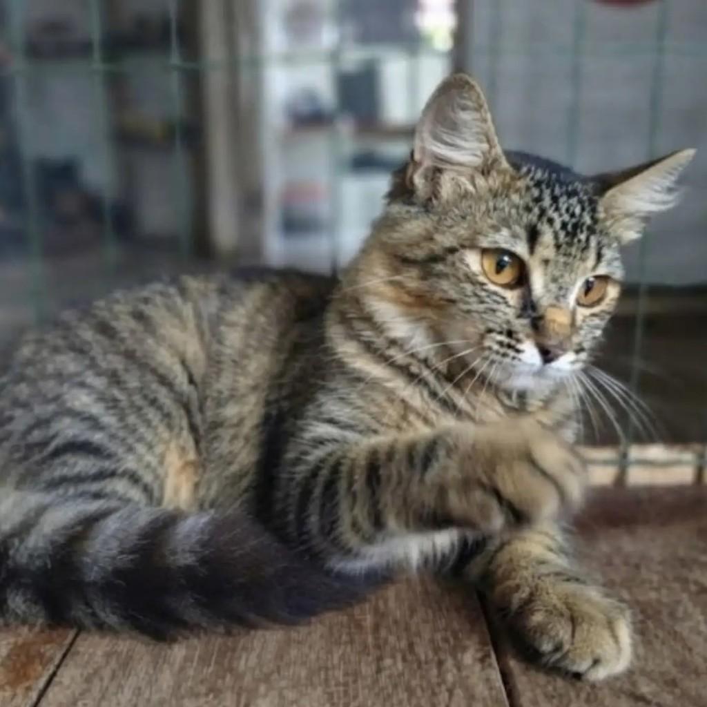 Renatinha, gata de porte pequeno para adoção em Brasília - DF — foto 2 de 3