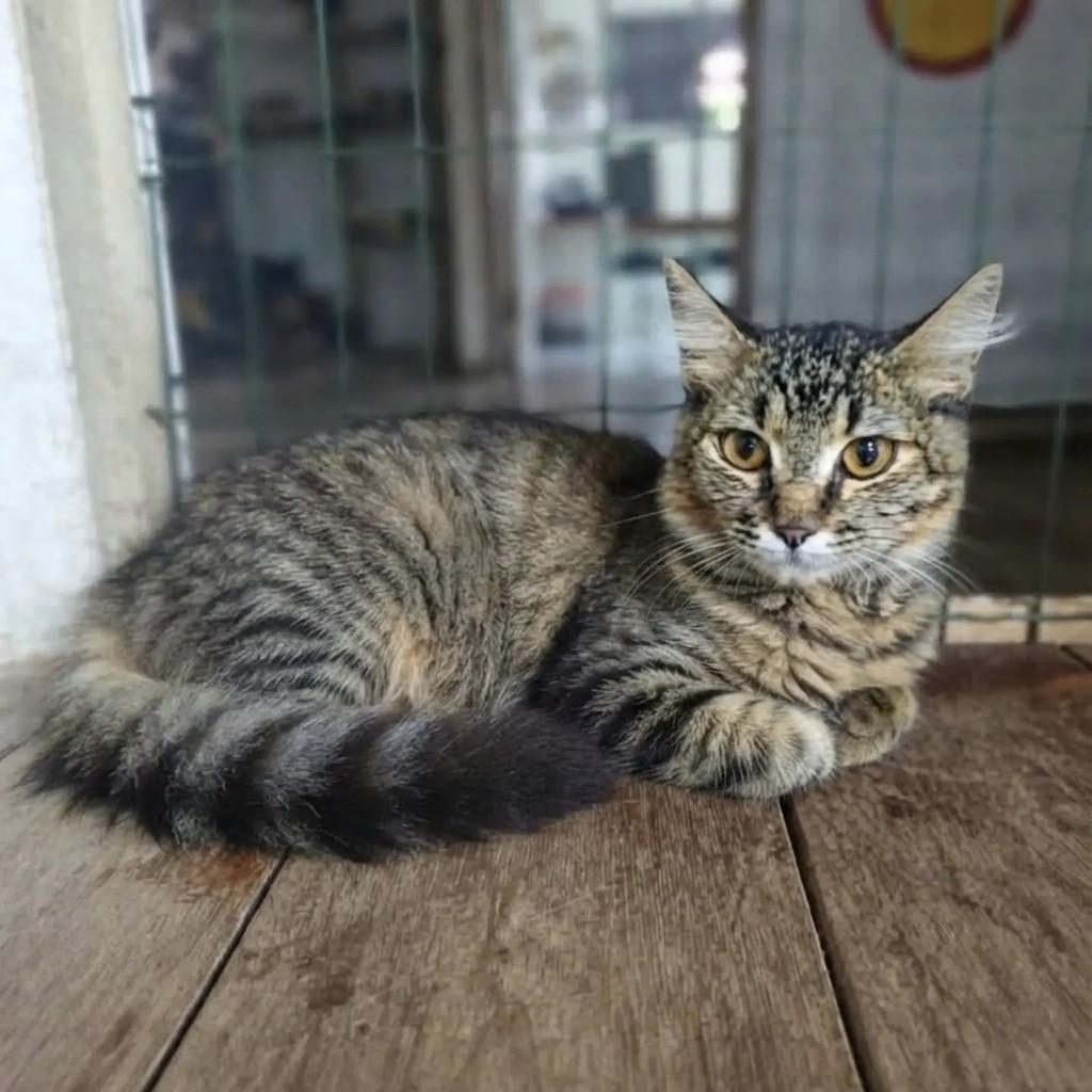 Renatinha, gata de porte pequeno para adoção em Brasília - DF — foto 3 de 3