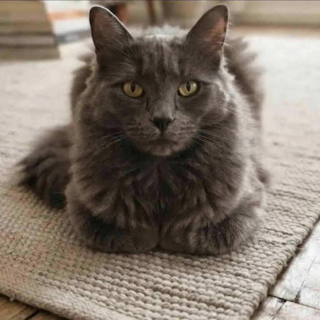 Inox, gato para adoção em Brasília - DF