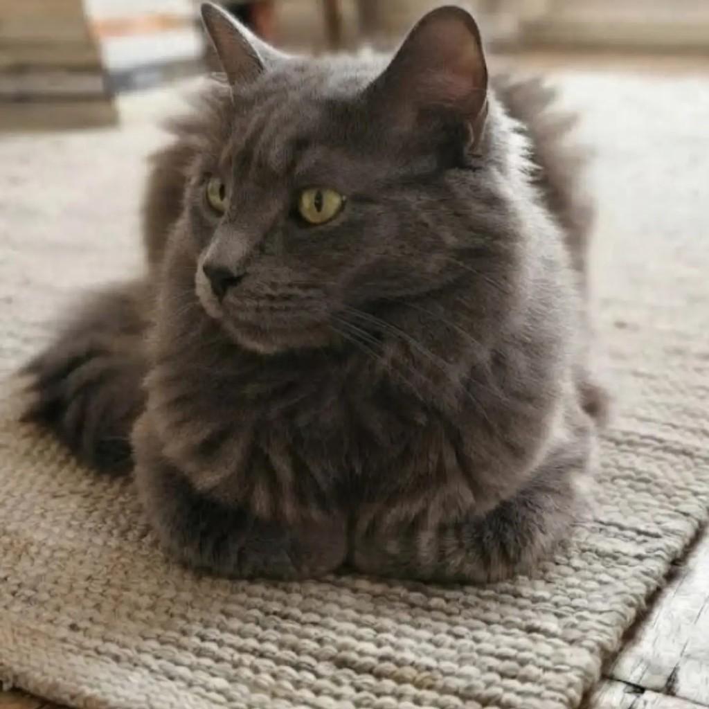 Inox, gato para adoção em Brasília - DF — foto 2 de 3